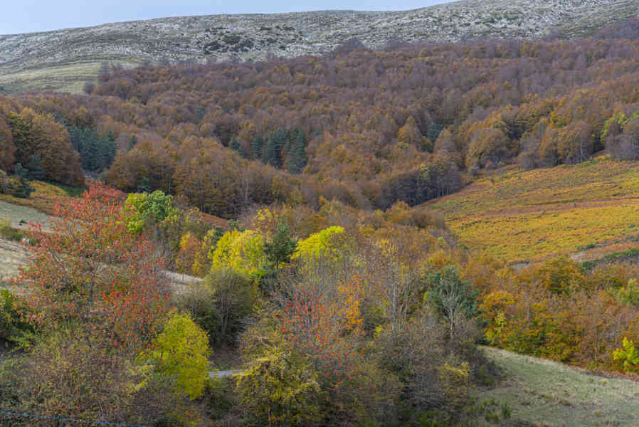 Comunidad Foral de Navarra 076 - Selva de Irati